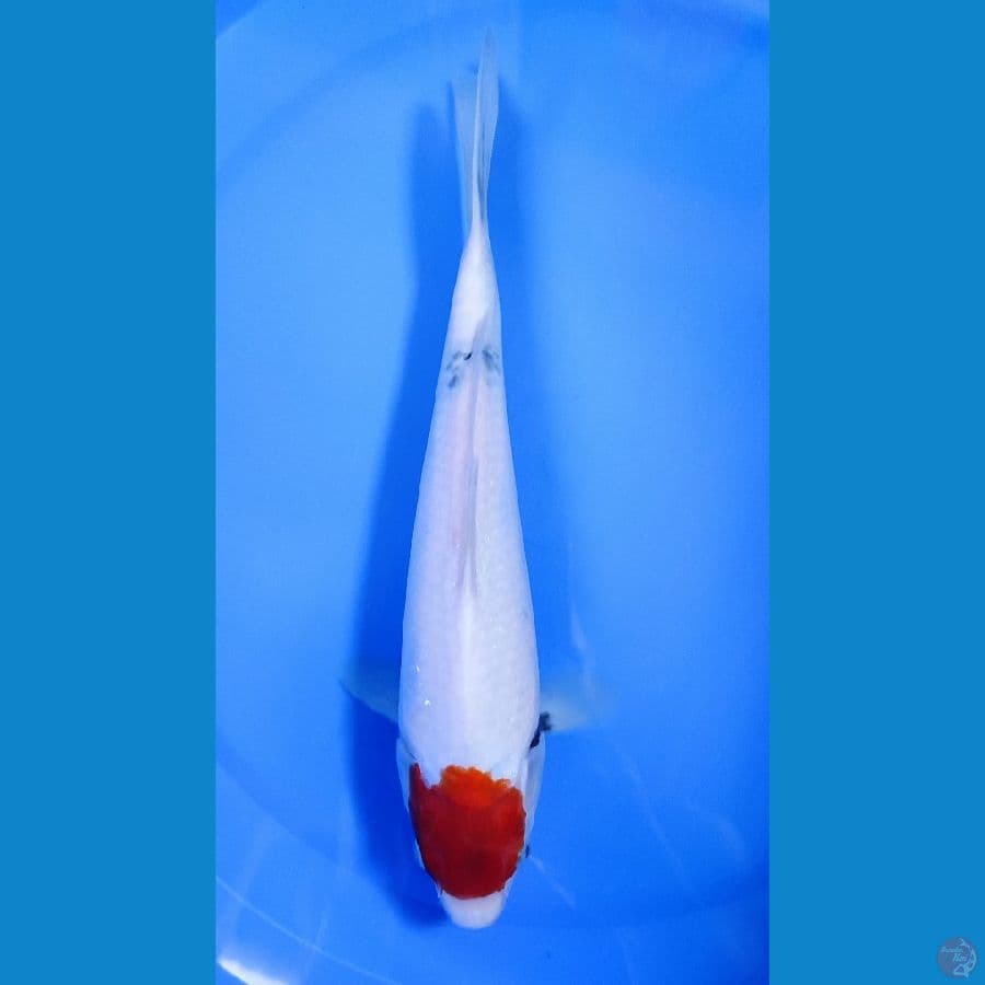 tancho sanke female 33cm