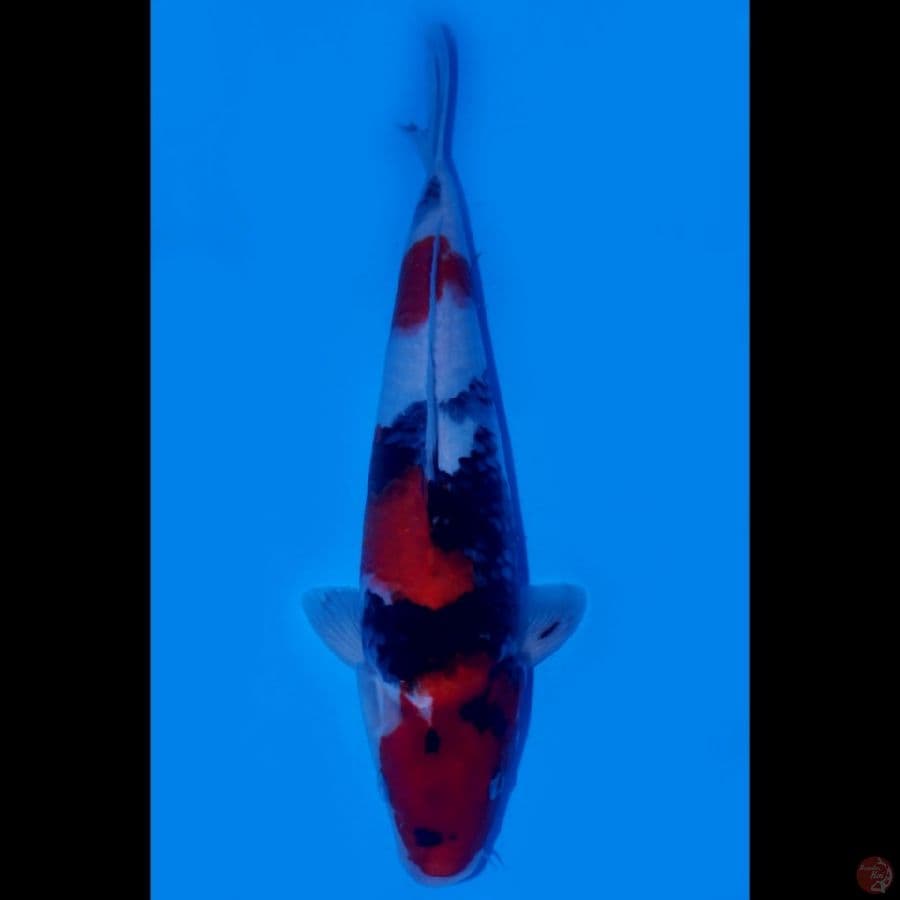 SHOWA, 35CM