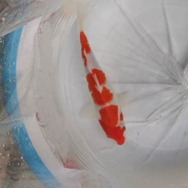 KOHAKU 23 CM