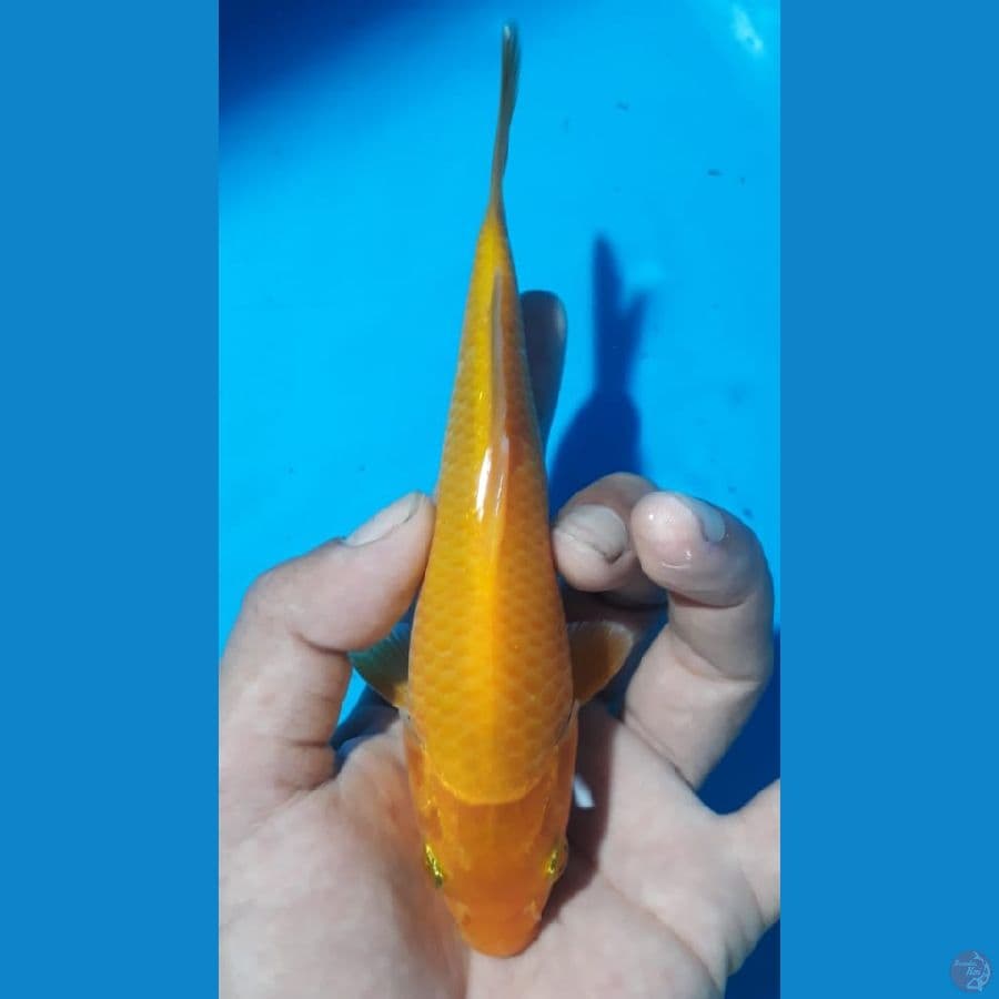karashi
