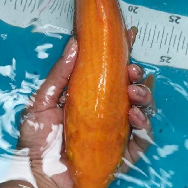 RED KARASI 35 CM