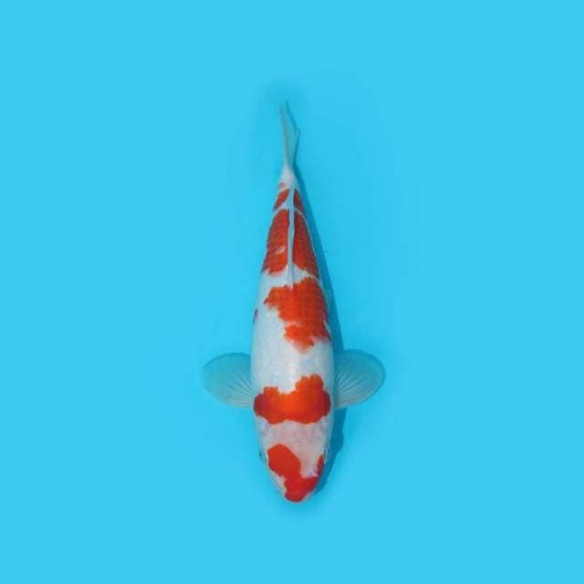 27 cm - KUCHIBENI - NKF