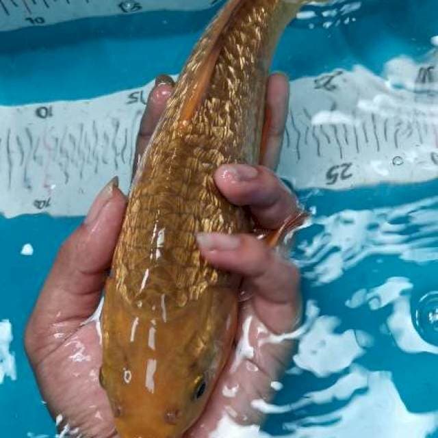 KARAMEL GINRIN SQ 32 CM