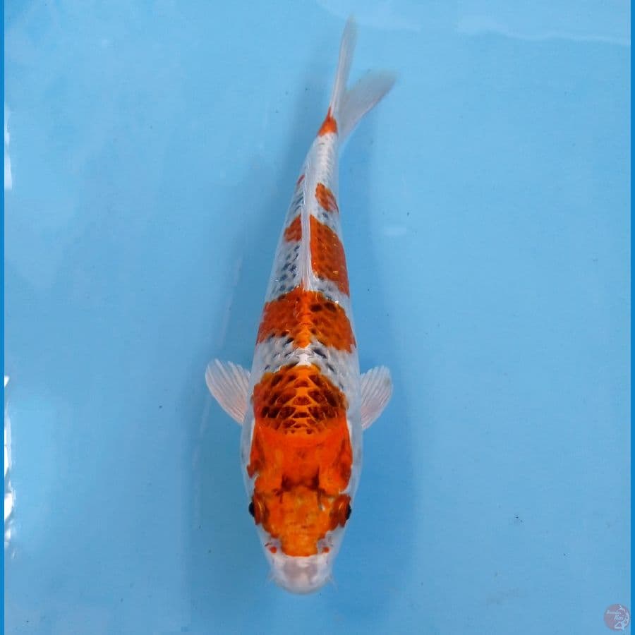 kujaku 21 cm