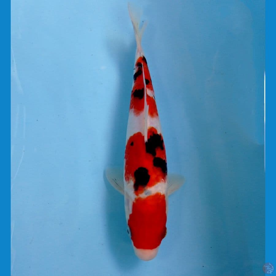 sanke 22cm