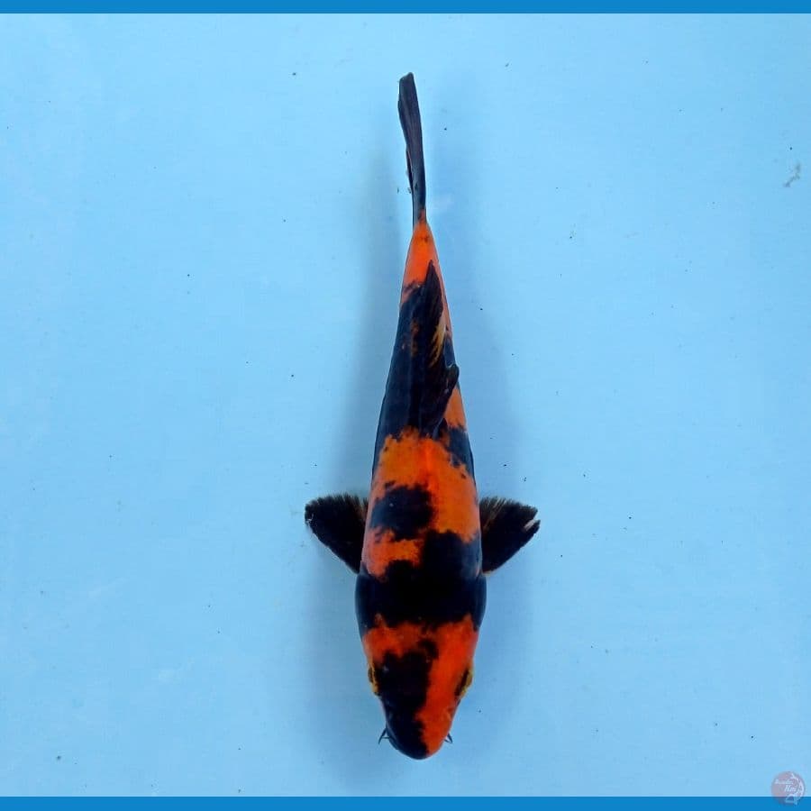hi utsuri 15cm