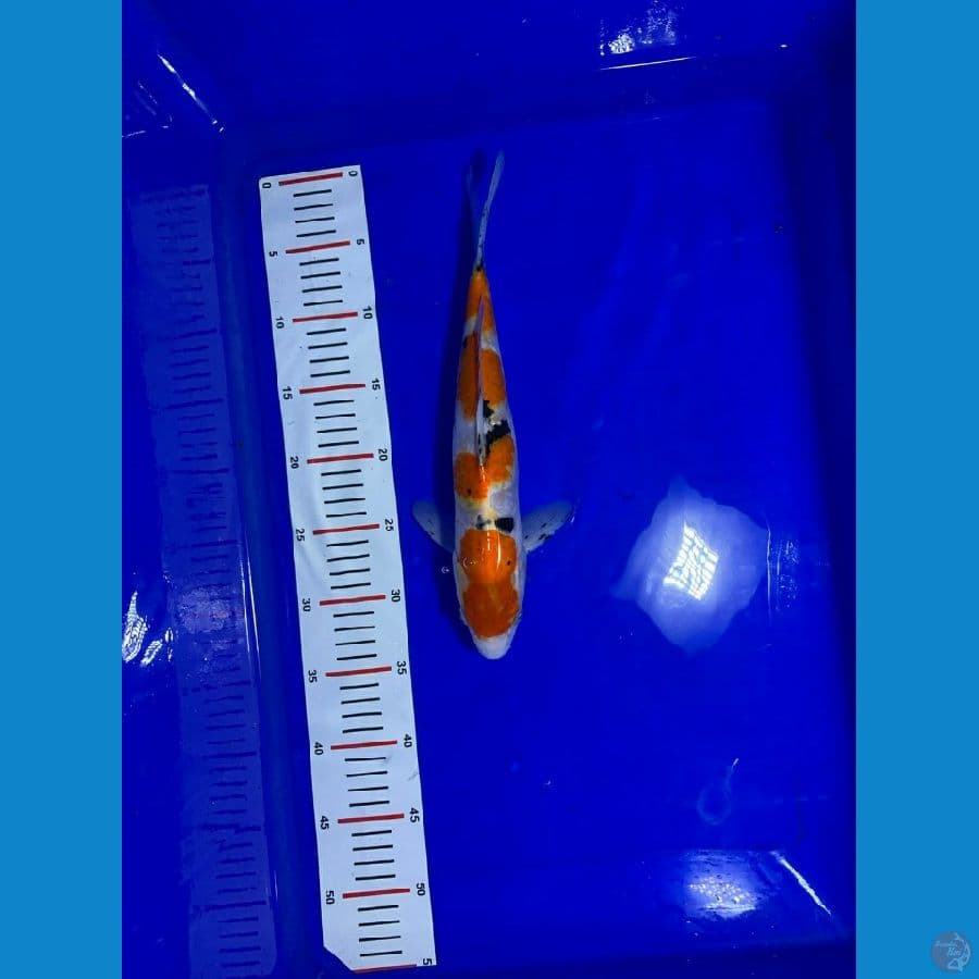 009-sanke 34cm