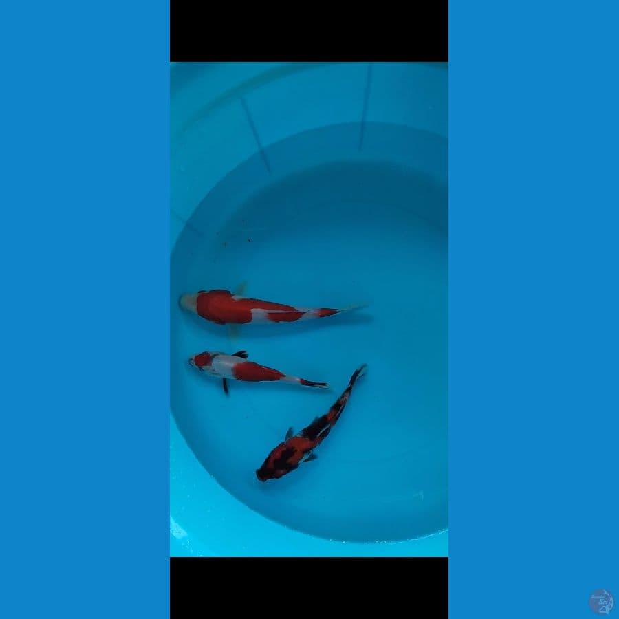 Showa maruten kohaku Grade+