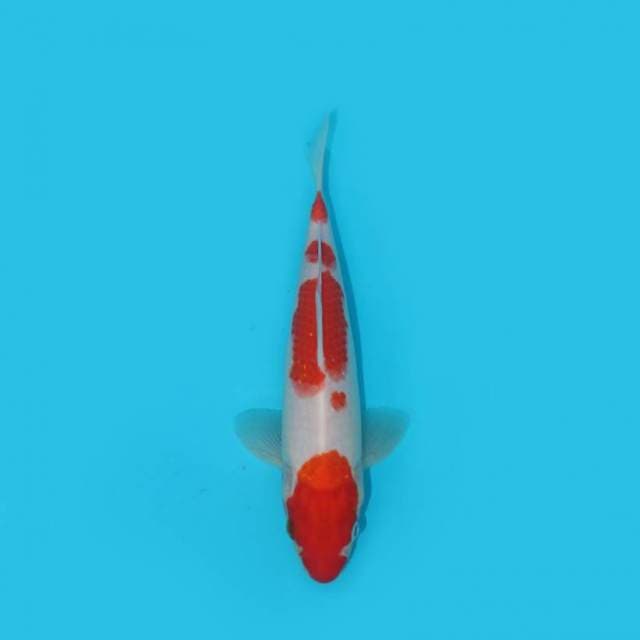 21 cm - KOHAKU - NKF