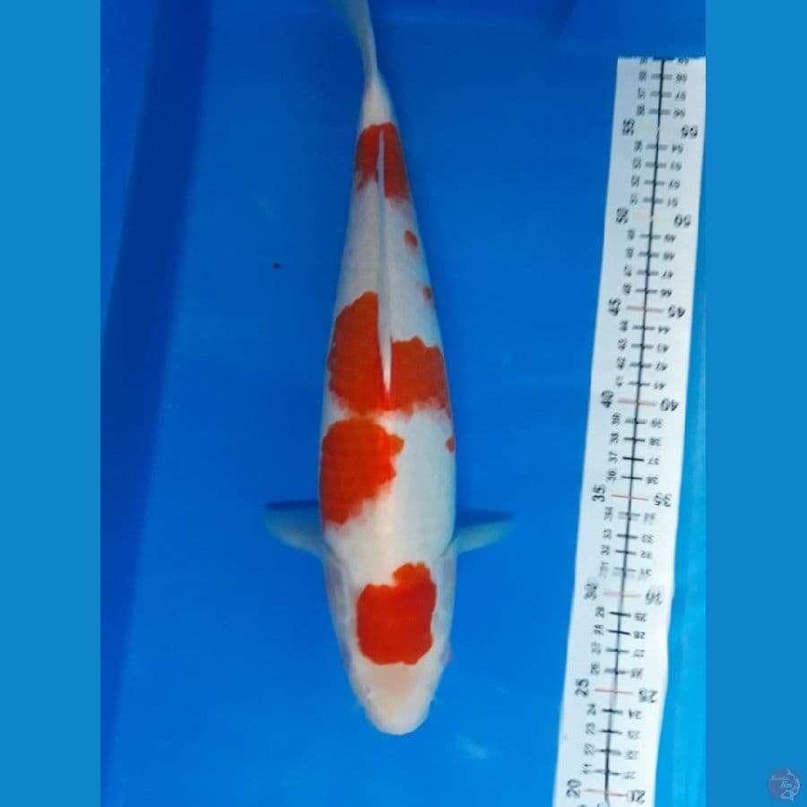 kohaku 38