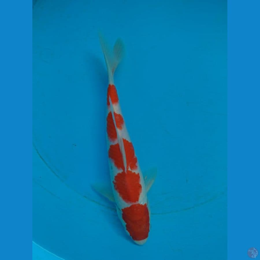 Kohaku Red Strong Ori