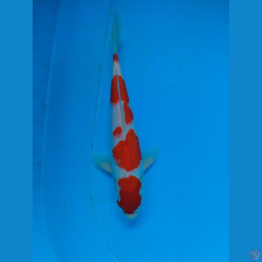 Kohaku Red Strong Ori