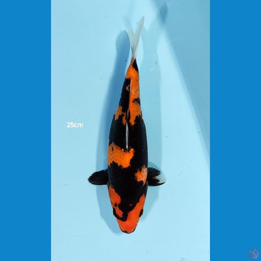 Utsurimono ~ 25 cm ™