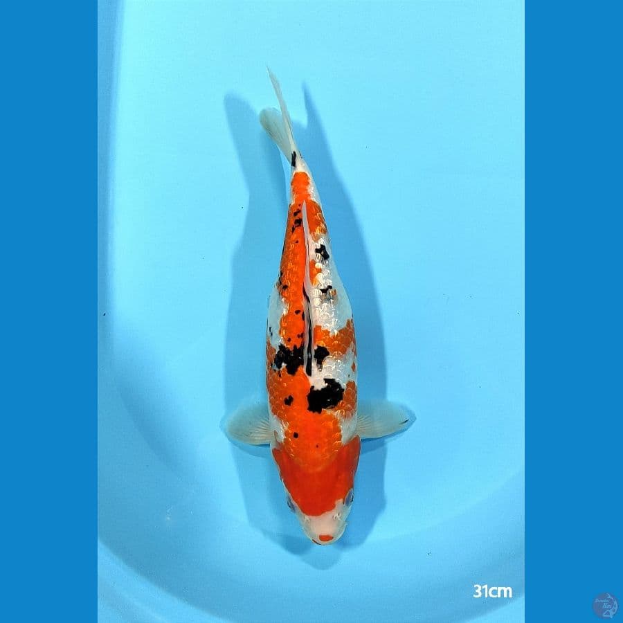 Sanke Ginrin ~ 31 cm ™