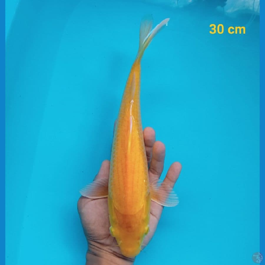 karasi 30 cm