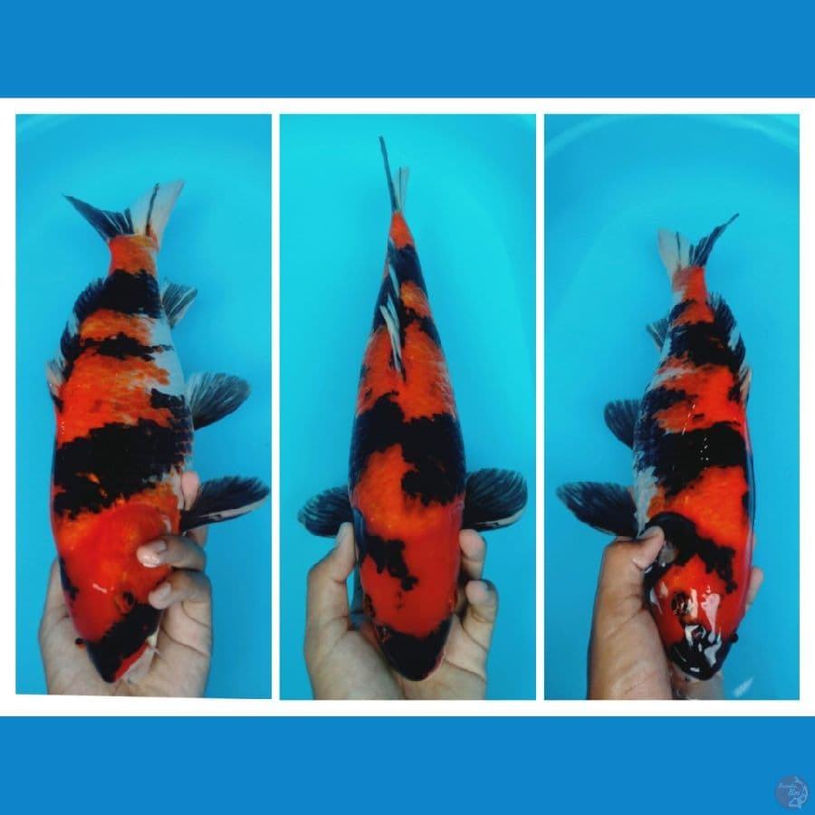 HISHOWA 42CM (MALE)