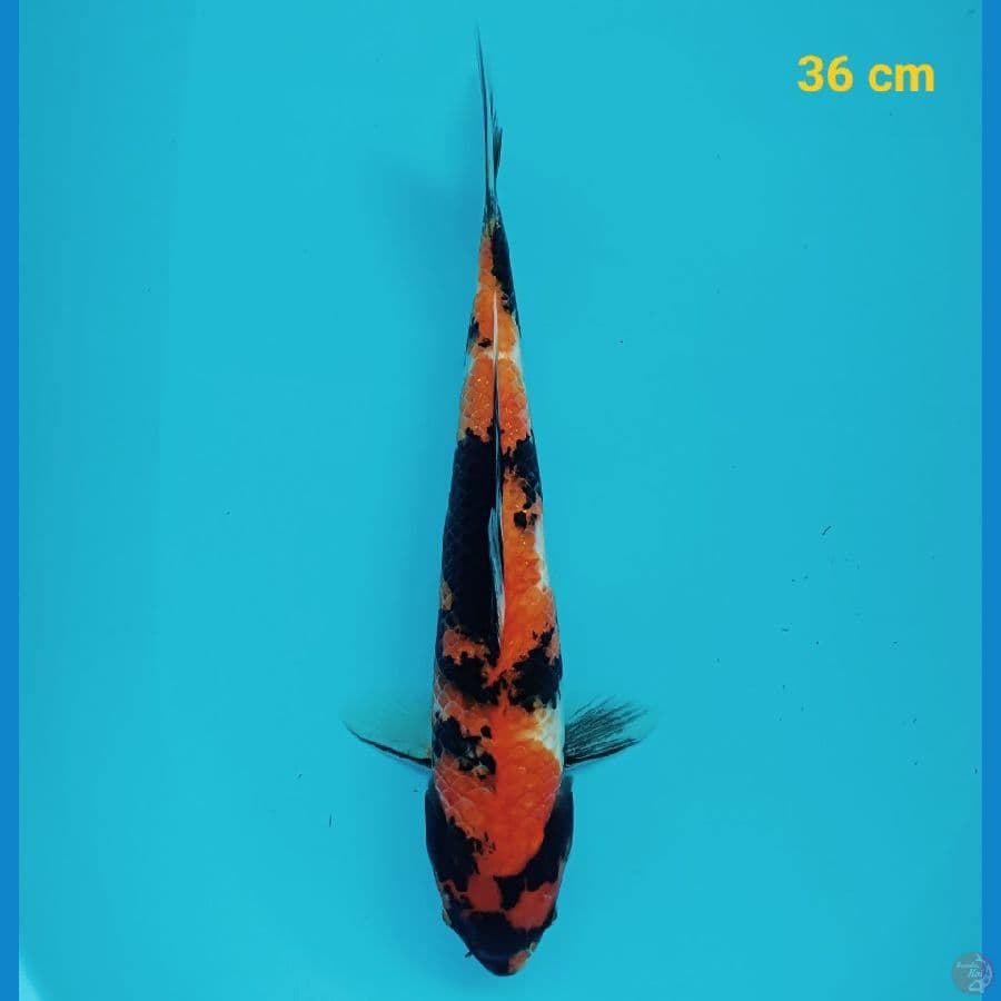 Hishowa 36 cm