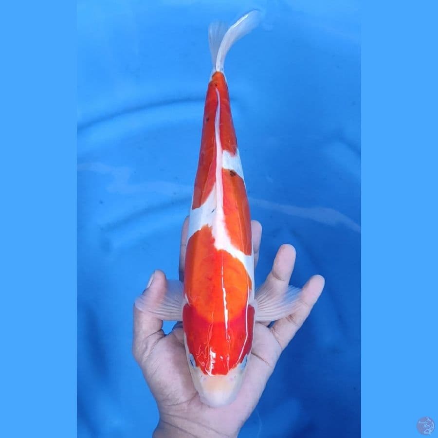 35CM # DOITSU MALE