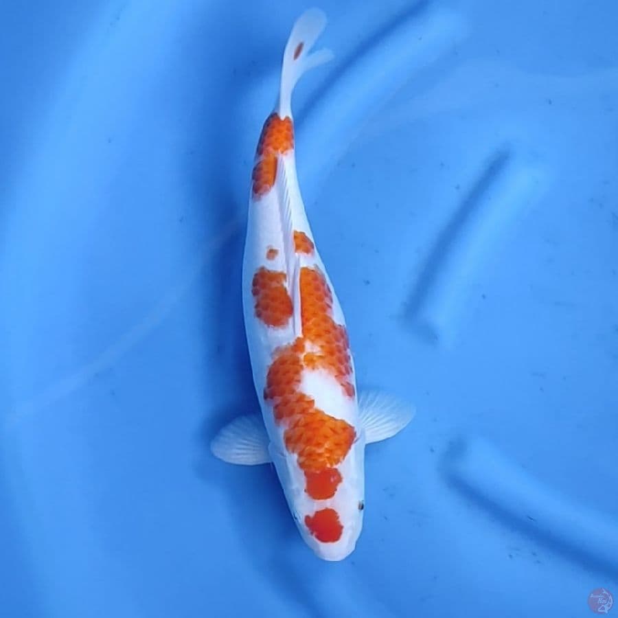 38CM # SAKURA KOHAKU