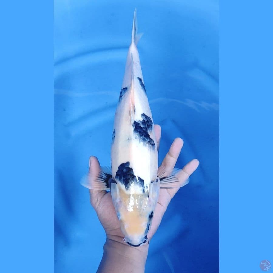 37CM # SHIRO