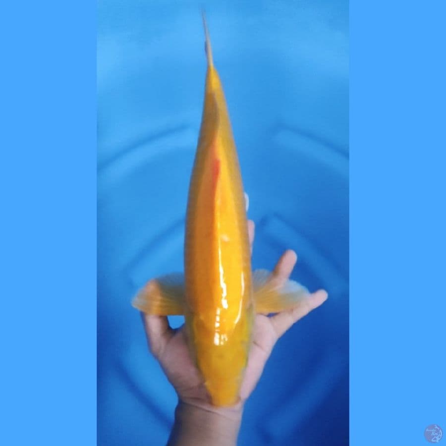 42CM # KARASI MALE