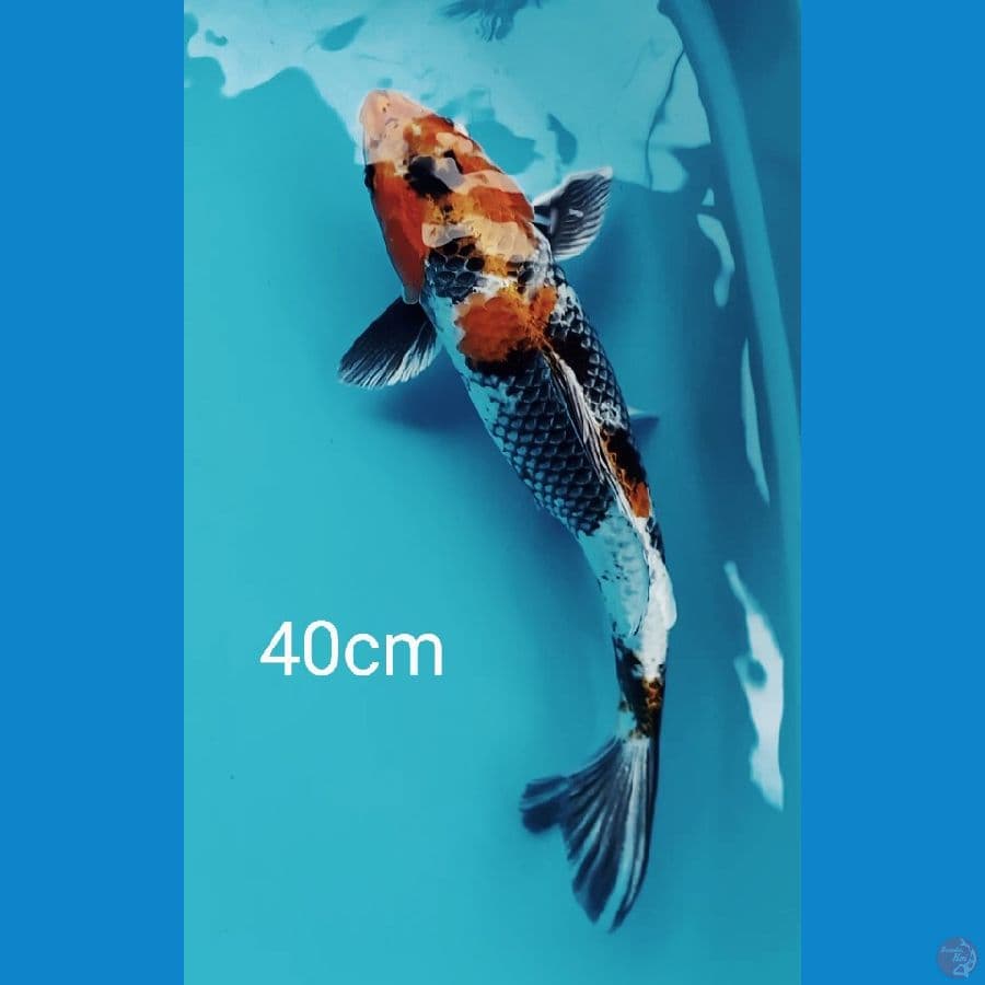 jumbo kin showa 40cm