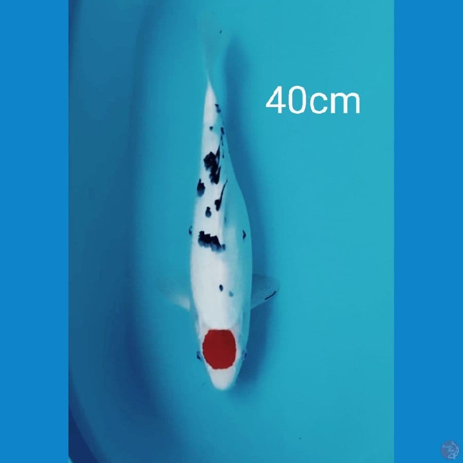 Jumbo Tancho sanke 40cm