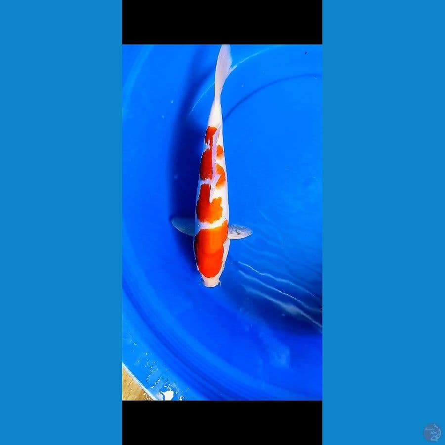 kohaku 40cm male