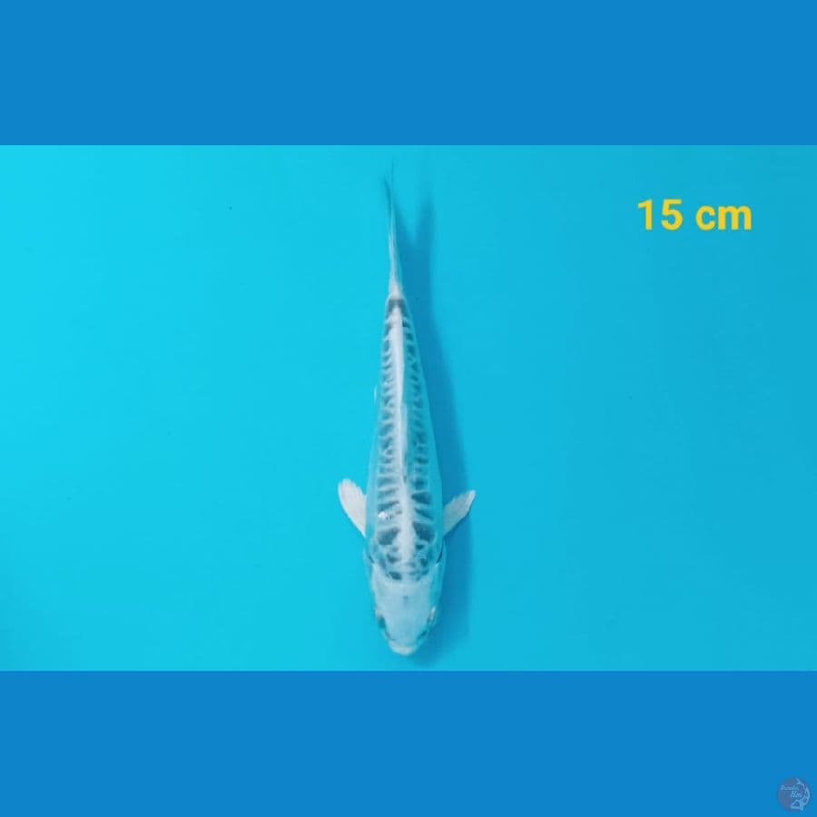 aragoke 15 cm