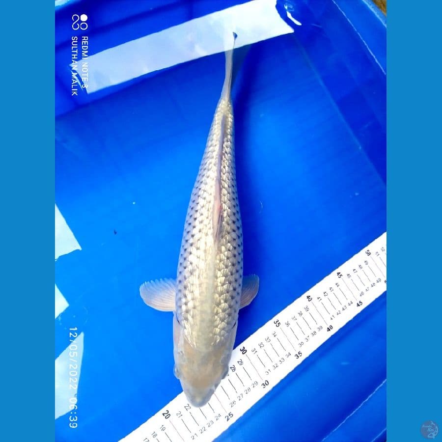 soragoi ginrin 38 cm
