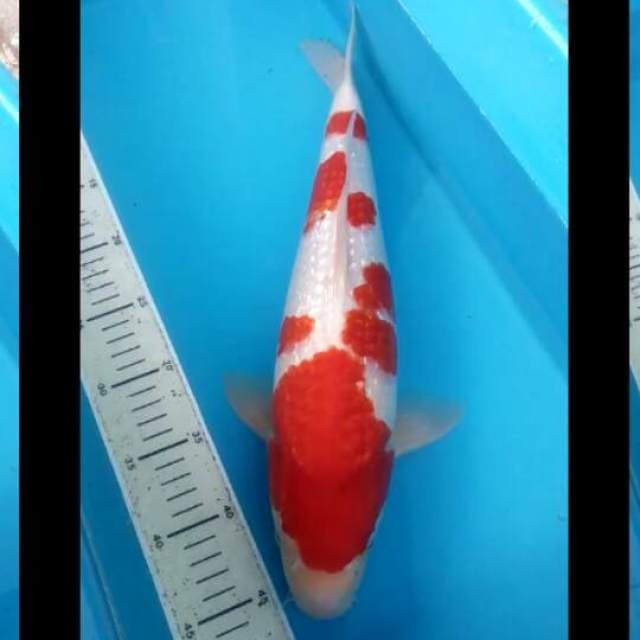 Ginrin Kohaku