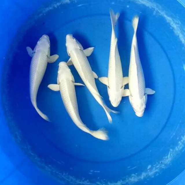 paket 5 ekor platinum 25cm