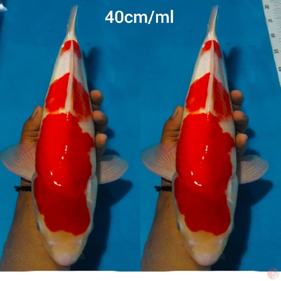 ~ROMANSA04~ kohaku merah putih 40cm/ml