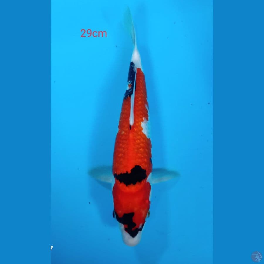 showa ginrin 29cm