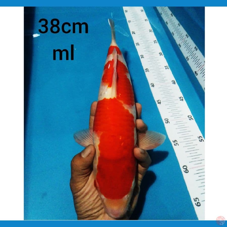 ~ROMANSA05~ kohaku merah putih 40bu/ml
