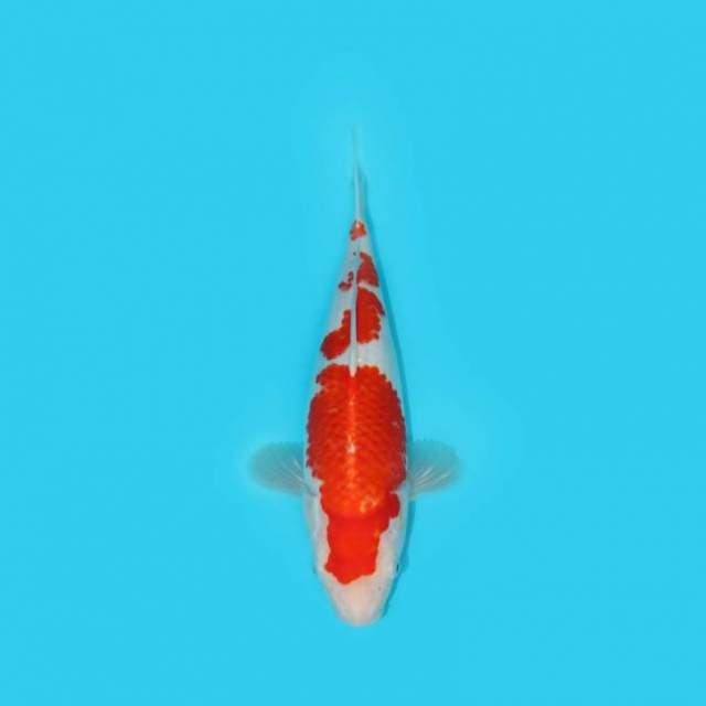 BKS ( KOHAKU F1 GOOD PATERN 30 CM )