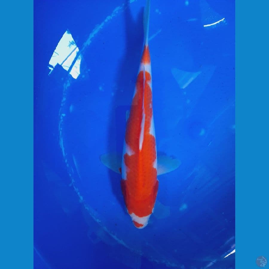 kohaku inazuma kuchibeni 25cm