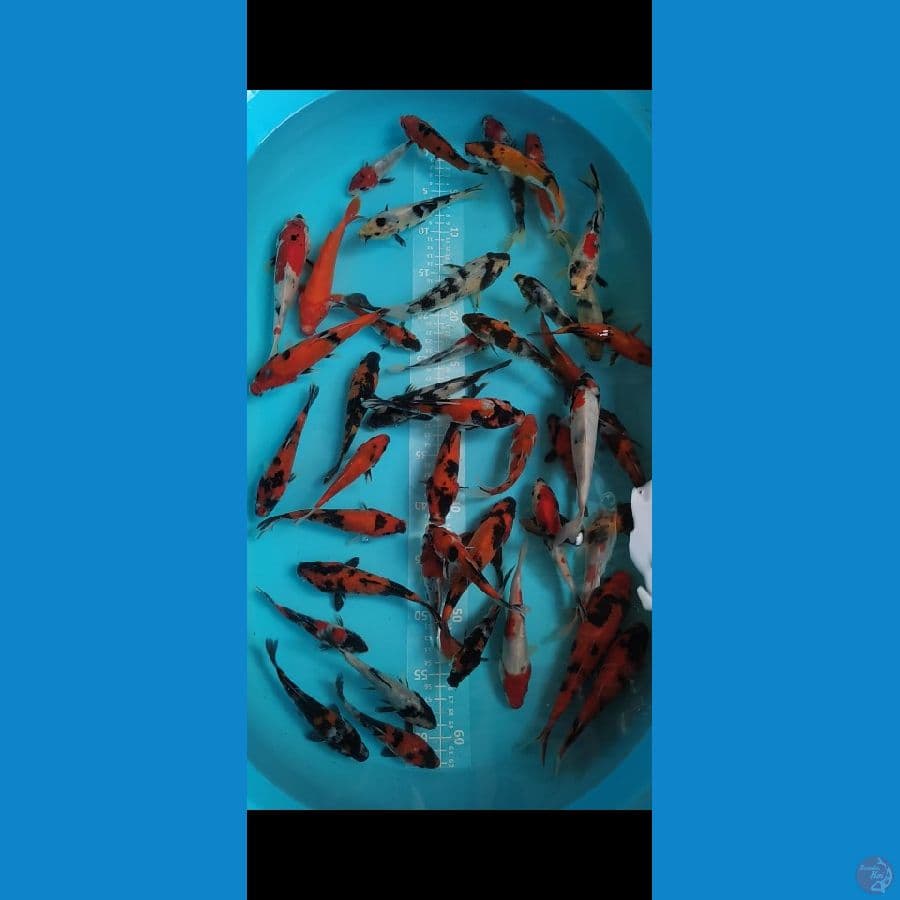 showa Shiro 12-18cm 45 ekor