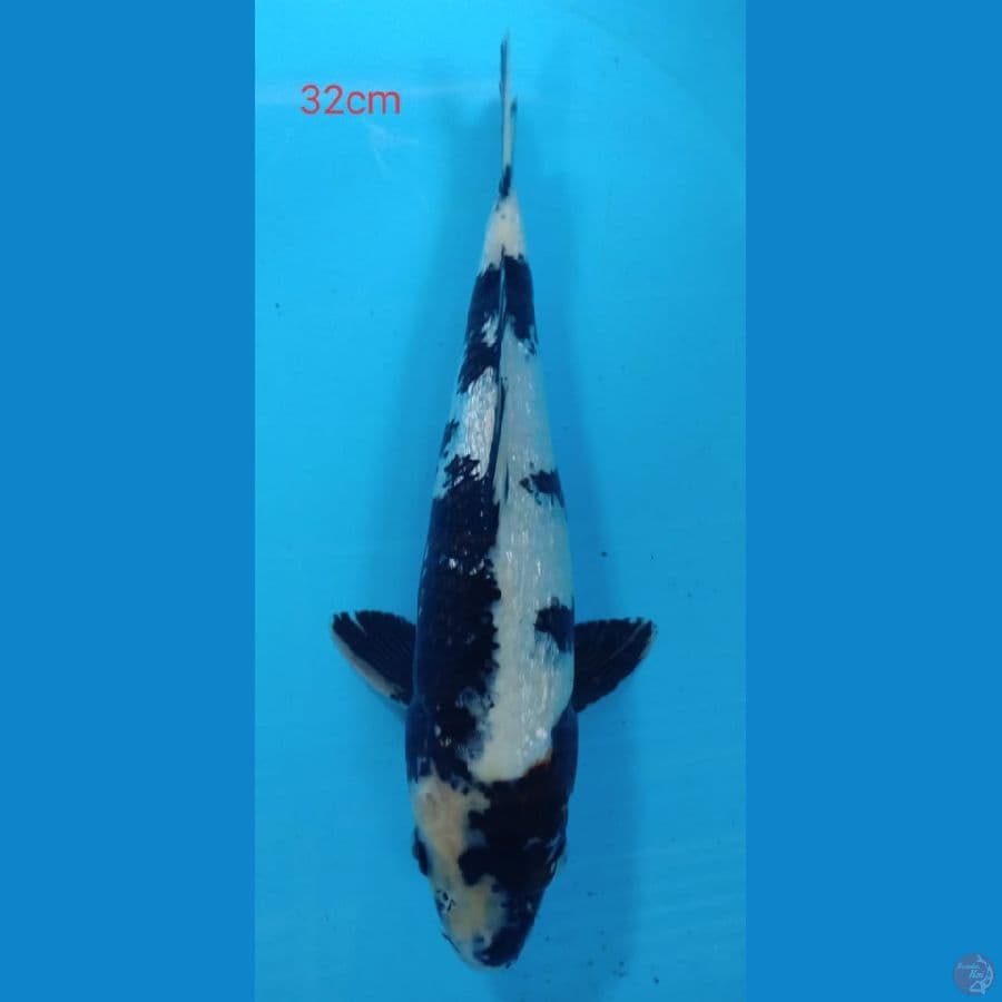 shiro ginrin 32cm