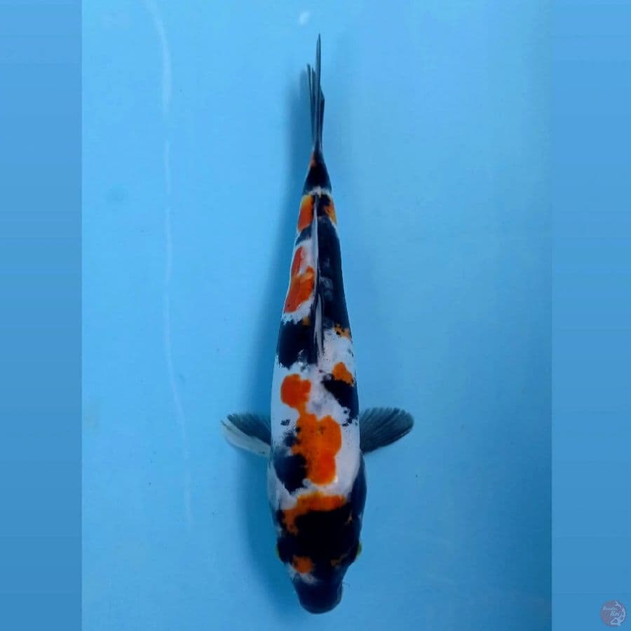 showa doitsu, 21 cm