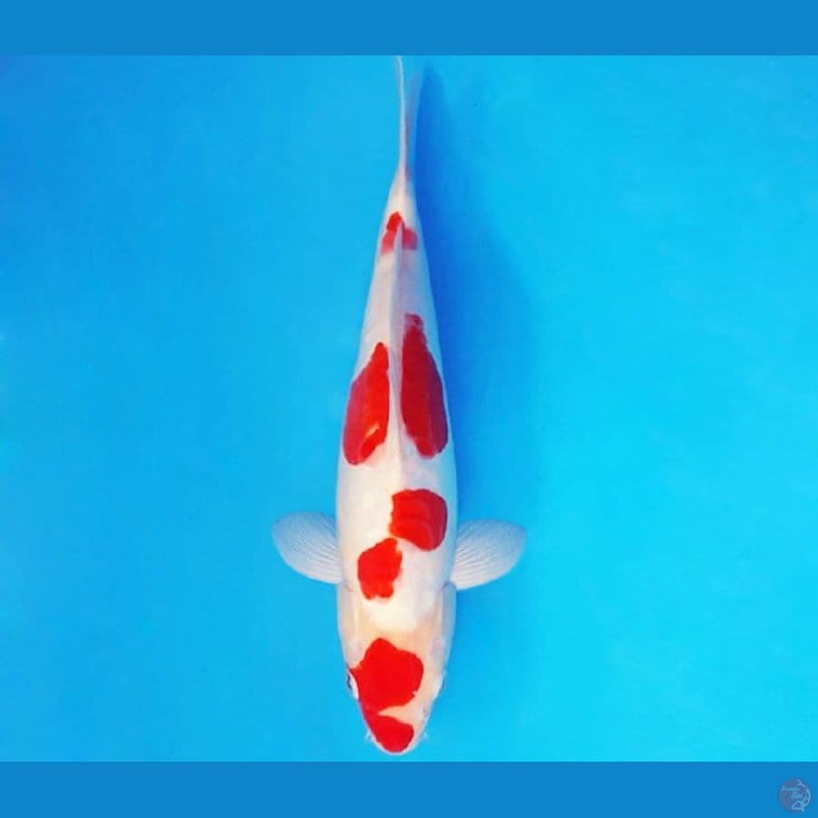 KYOSO 2 - KOHAKU DOITSU 29 cm/fm ®