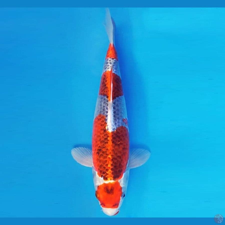 KYOSO 3 - MARUTEN GOSHIKI 33 cm/fm ®