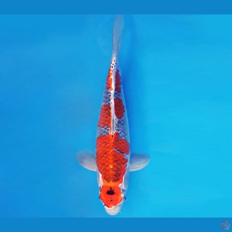 KYOSO 4 - GOSHIKI 33 cm/male ®