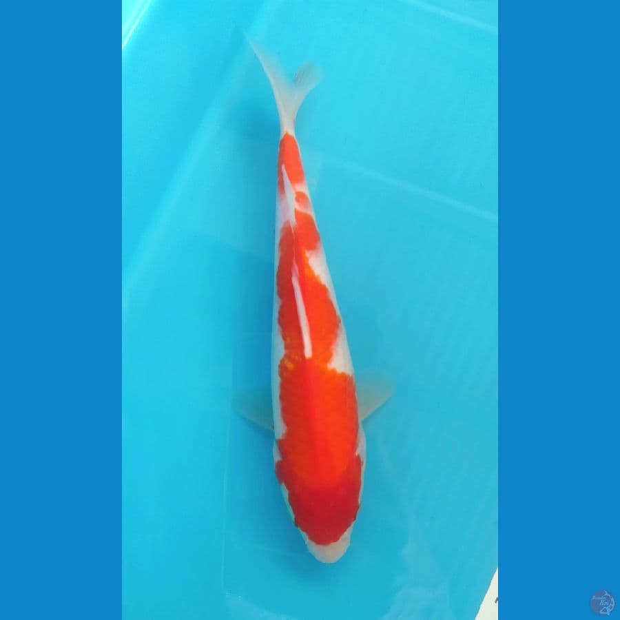 KOHAKU 23 CM FEMALE