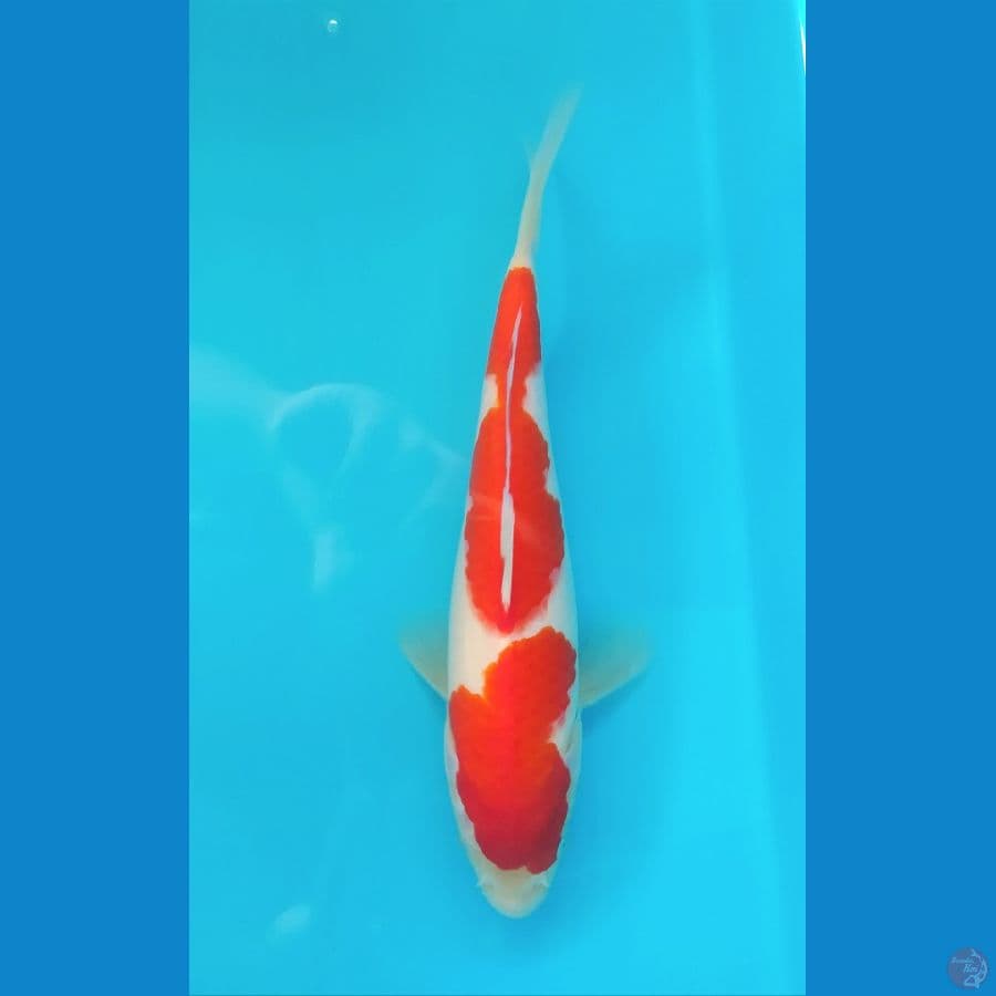 KOHAKU 24 CM MALE