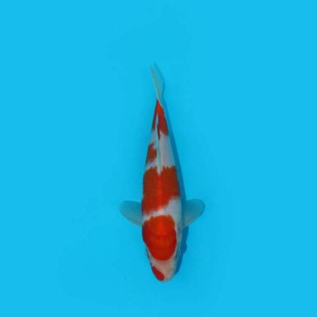 BKS ( KOHAKU F1 19 CM )