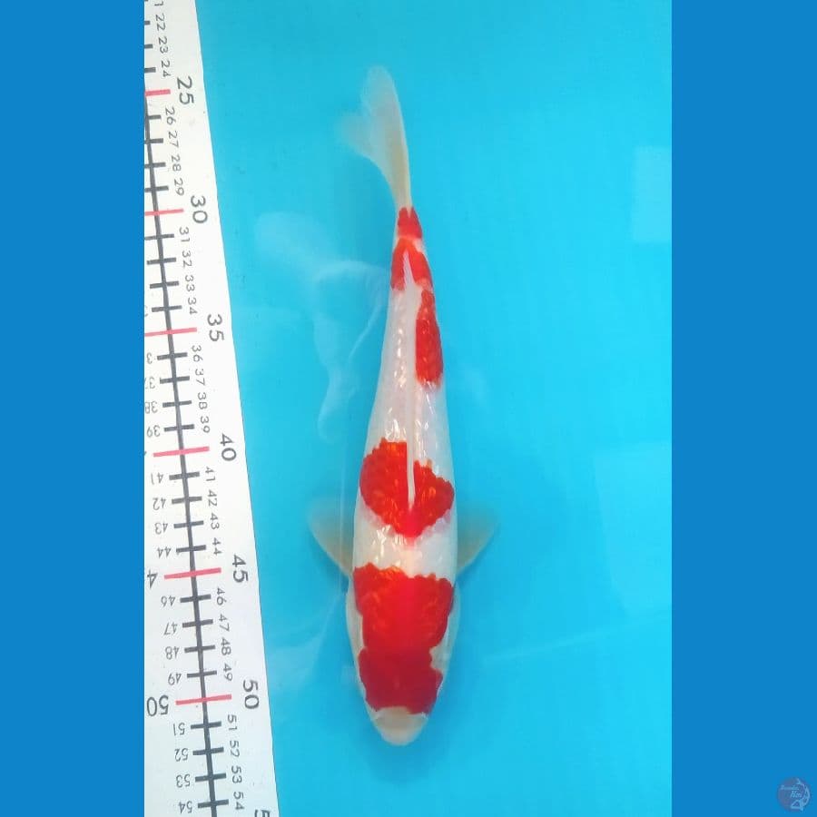 KOHAKU GINRIN 25cm MALE