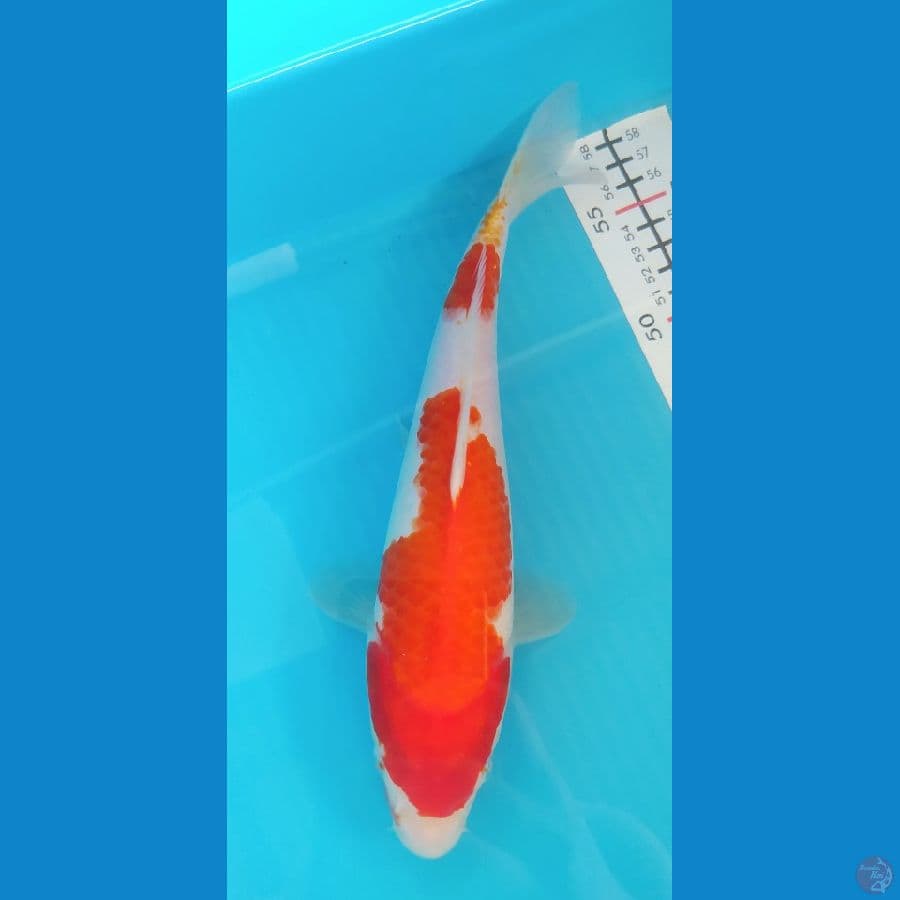 KOHAKU 27 CM FEMALE