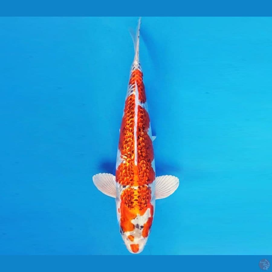 KYOSO 11 - KUJAKU GIN RIN 32 cm/fm ®