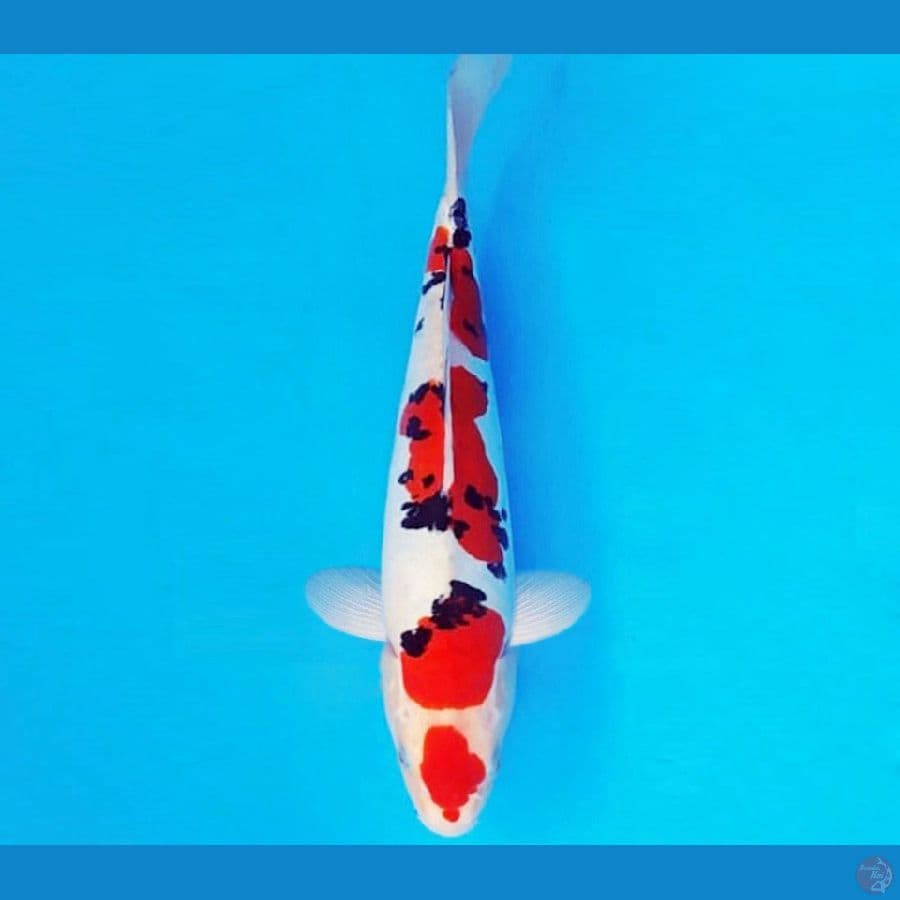 KYOSO 12 - SANKE DOITSU 31 cm/male ®